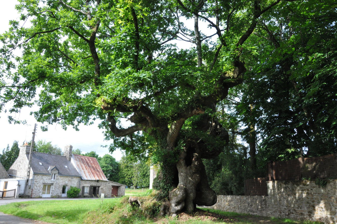 Le chêne de longeville au Pays du roi Morvan