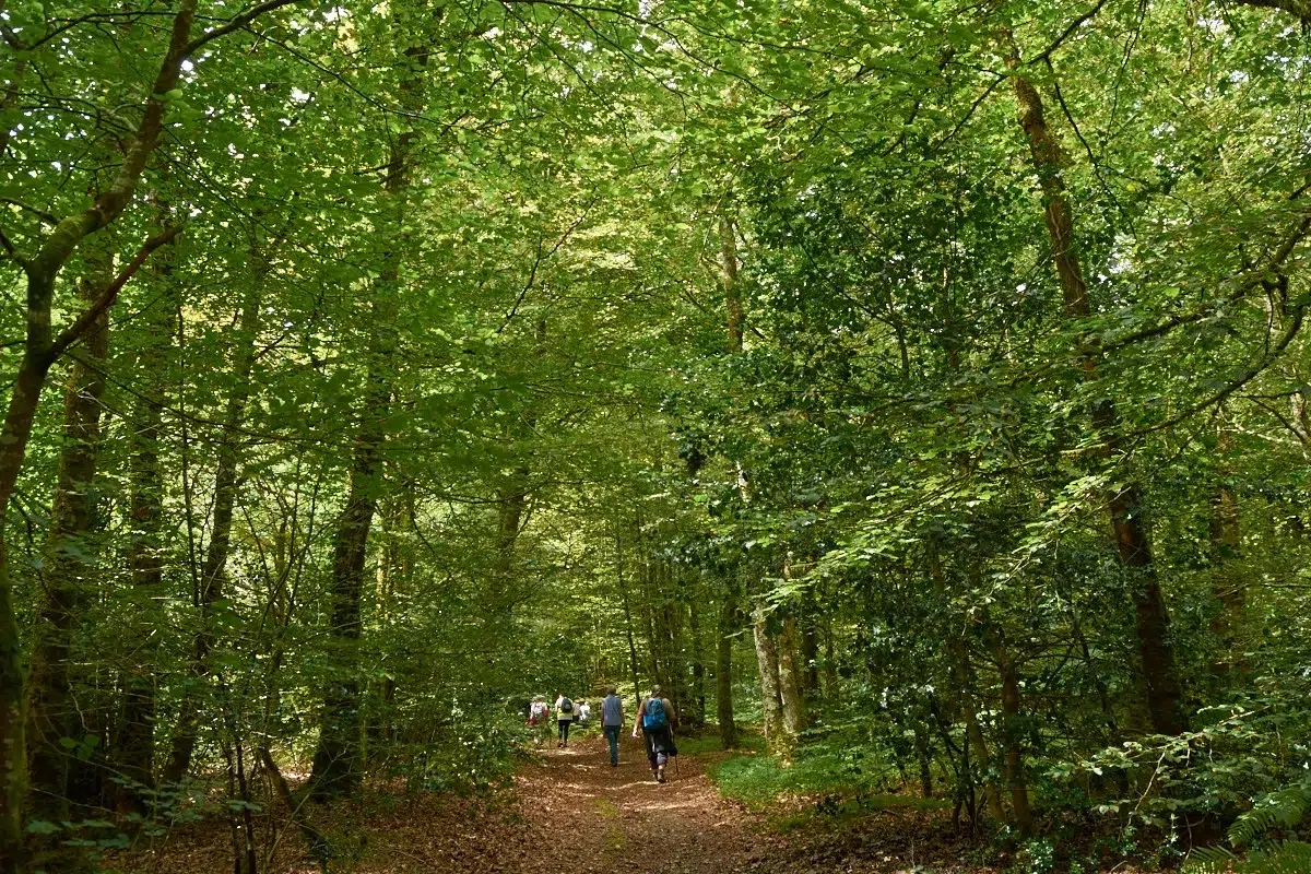 Randonnée dans la forêt de Pont Kalleg