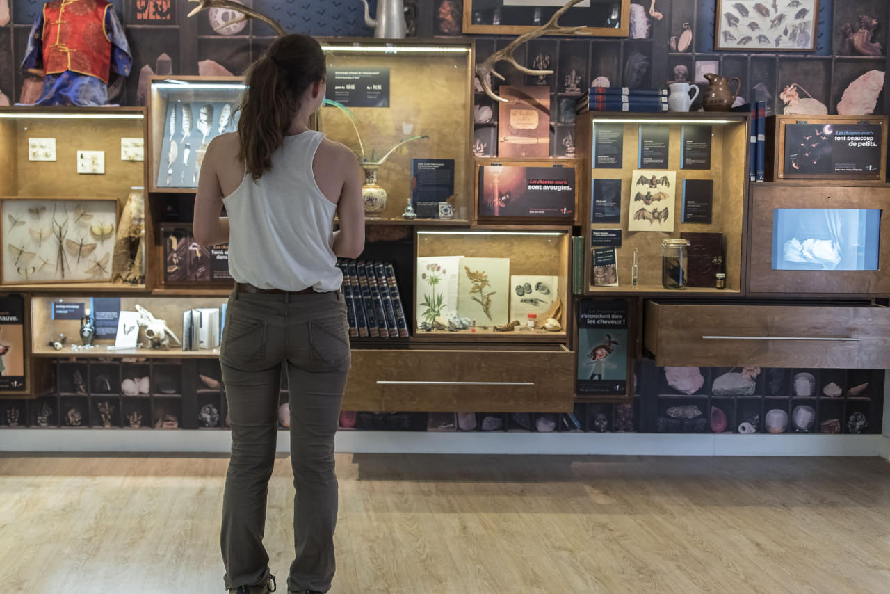 Le cabinet de curiosité de la maison de la chauve-souris